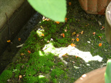 橙色色の小さい花がフカフカの地面にポトリコポトリコ